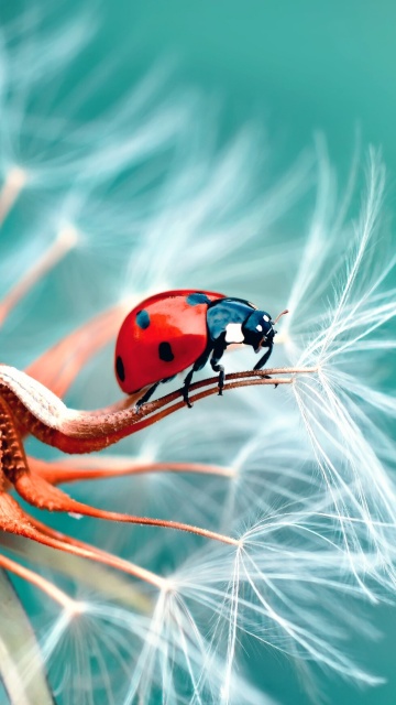 Ladybug in Dandelion wallpaper 360x640