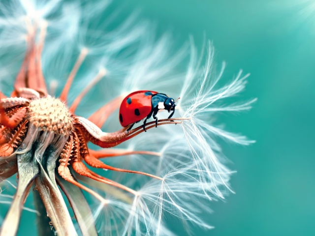 Das Ladybug in Dandelion Wallpaper 640x480