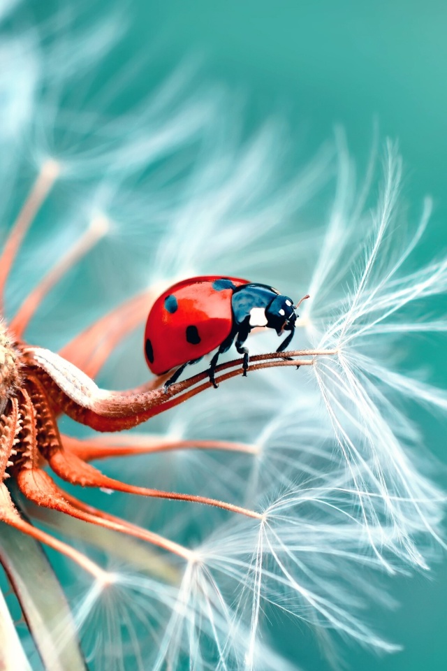 Das Ladybug in Dandelion Wallpaper 640x960