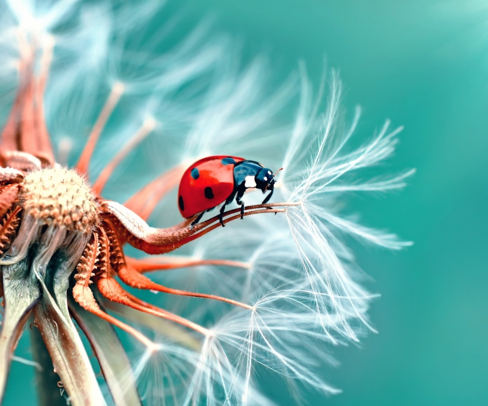 Ladybug in Dandelion wallpaper 960x800