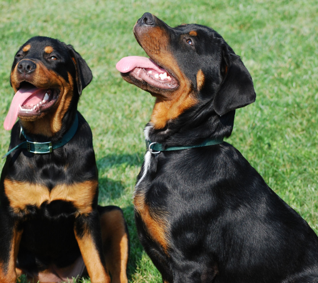 Fondo de pantalla Rottweiler 1080x960