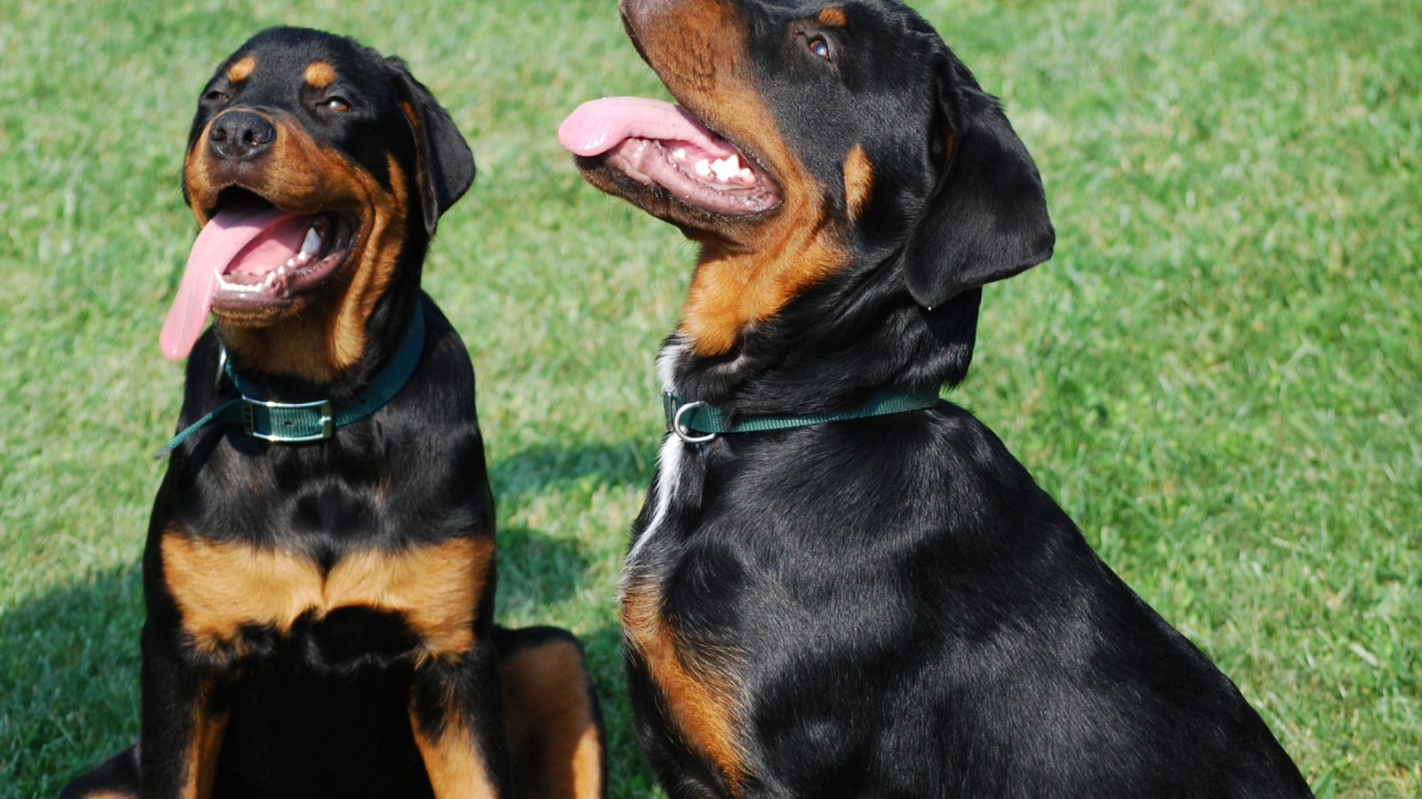 Rottweiler wallpaper 1600x900