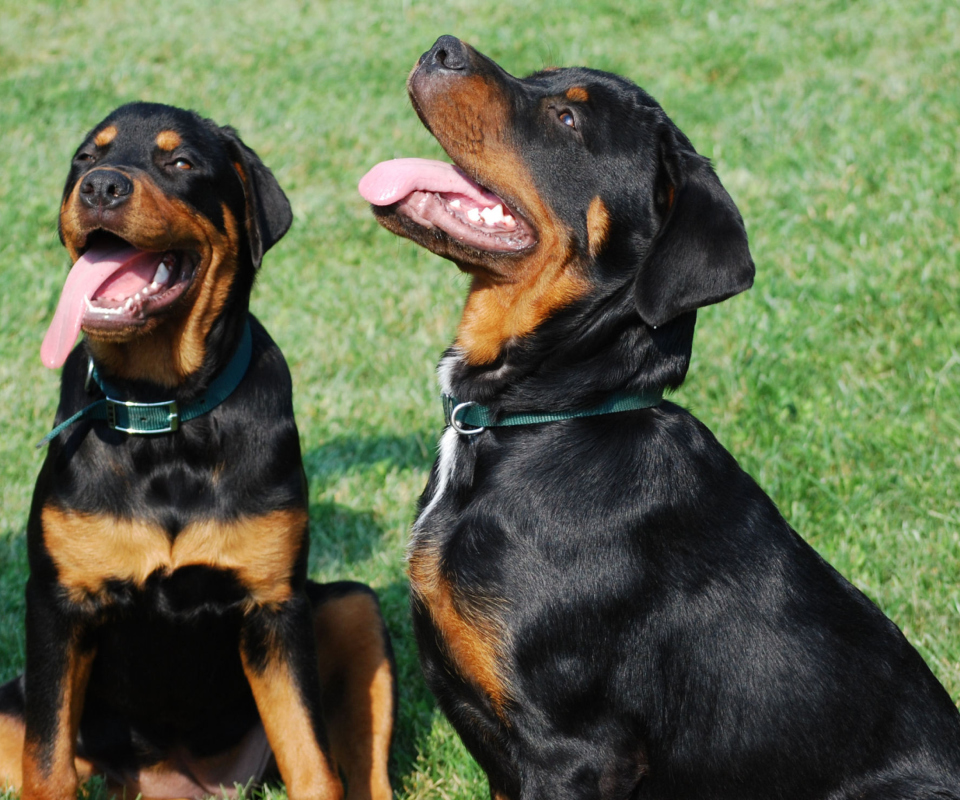 Fondo de pantalla Rottweiler 960x800