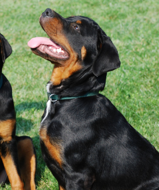 Rottweiler sfondi gratuiti per Nokia C2-03