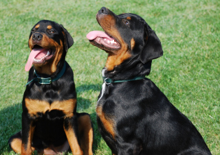 Free Rottweiler Picture for Android, iPhone and iPad