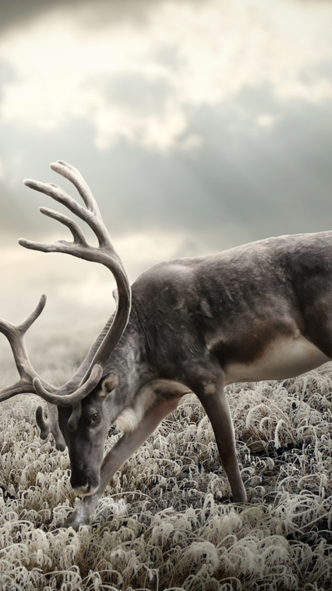 Обои Reindeer In Tundra 1080x1920