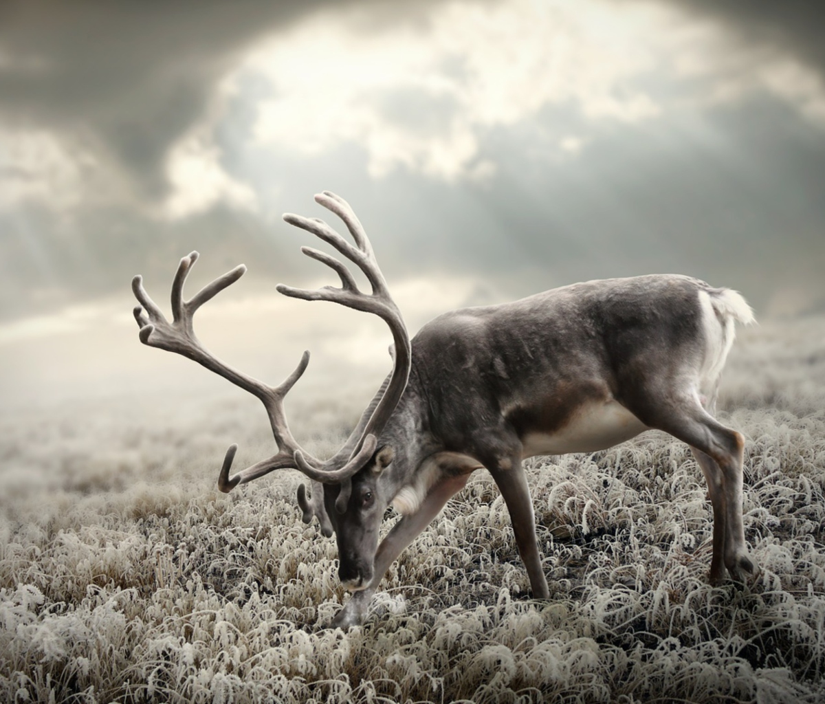 Screenshot №1 pro téma Reindeer In Tundra 1200x1024