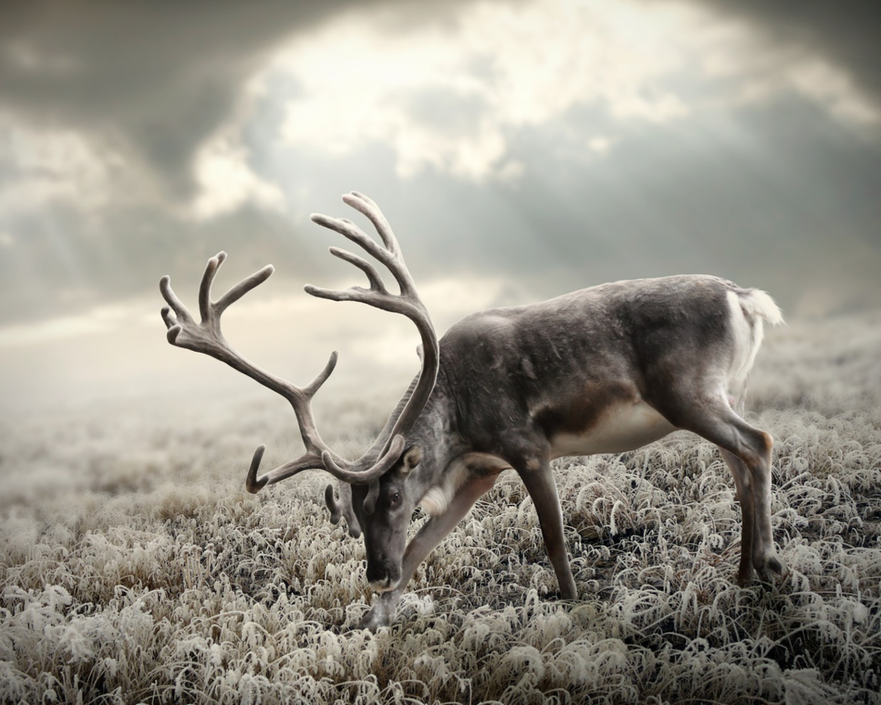 Fondo de pantalla Reindeer In Tundra 1280x1024