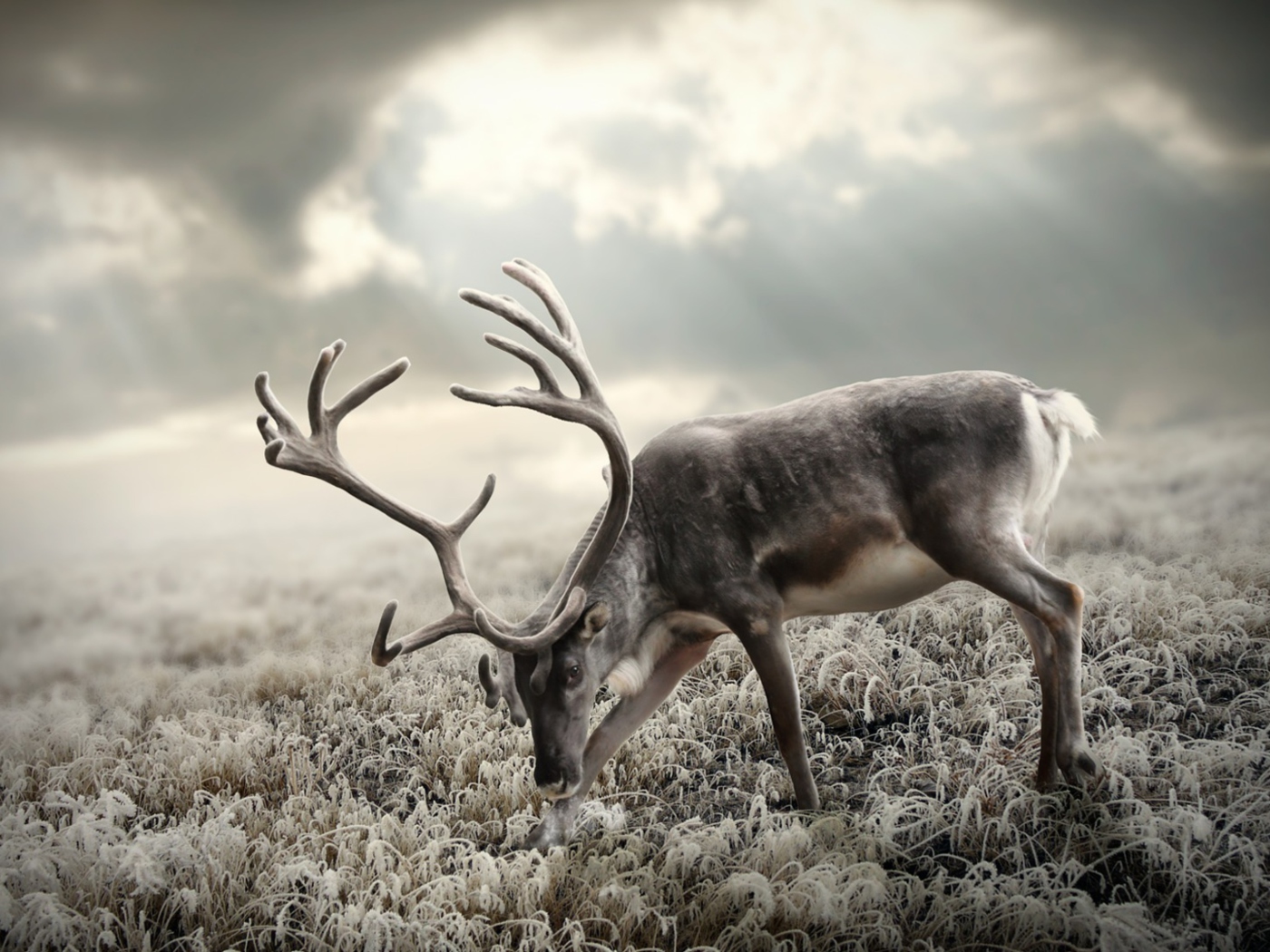 Reindeer In Tundra screenshot #1 1400x1050