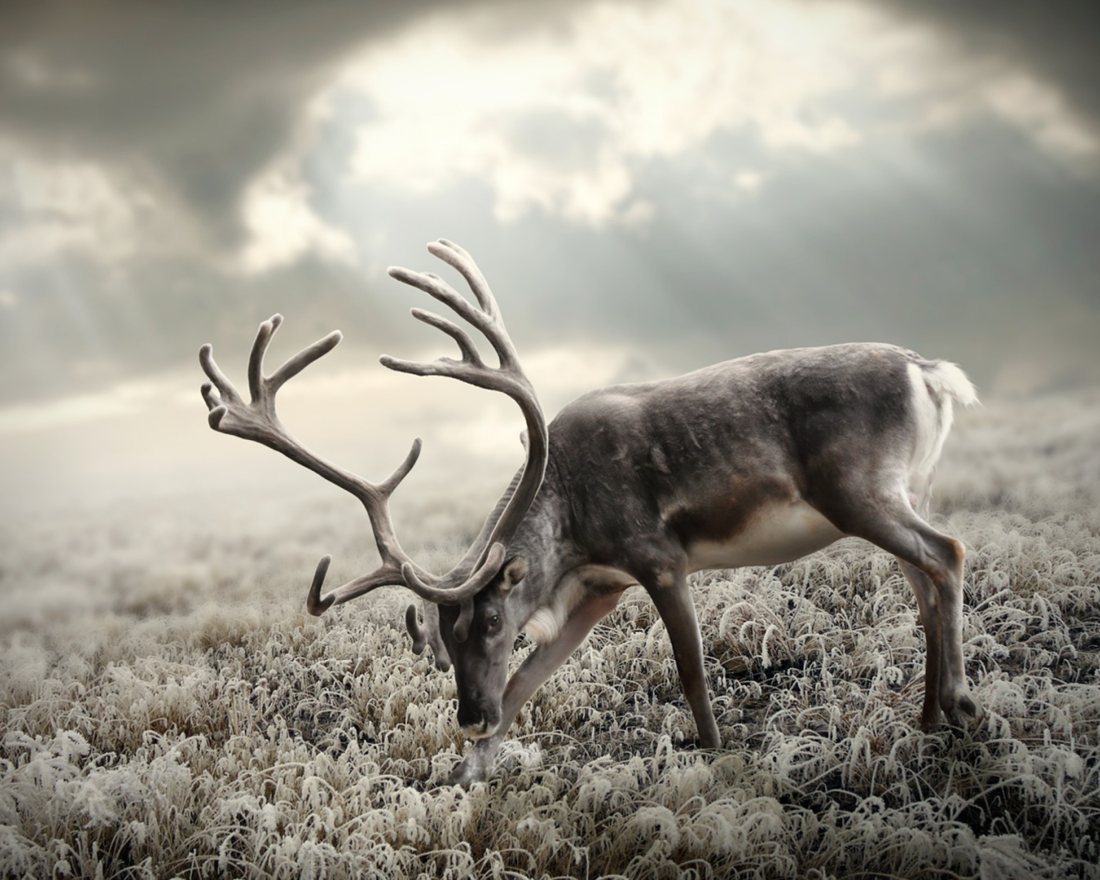 Screenshot №1 pro téma Reindeer In Tundra 1600x1280
