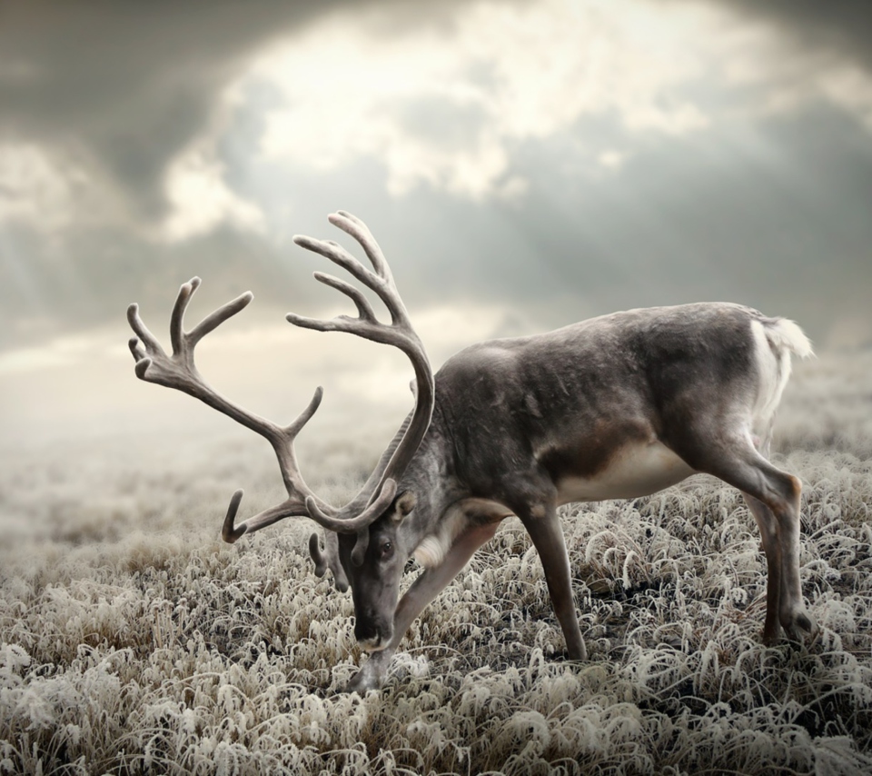 Screenshot №1 pro téma Reindeer In Tundra 960x854