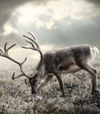Kostenloses Reindeer In Tundra Wallpaper für iPhone 5S