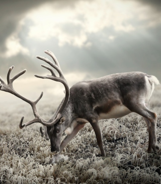 Reindeer In Tundra - Obrázkek zdarma pro iPhone 6 Plus