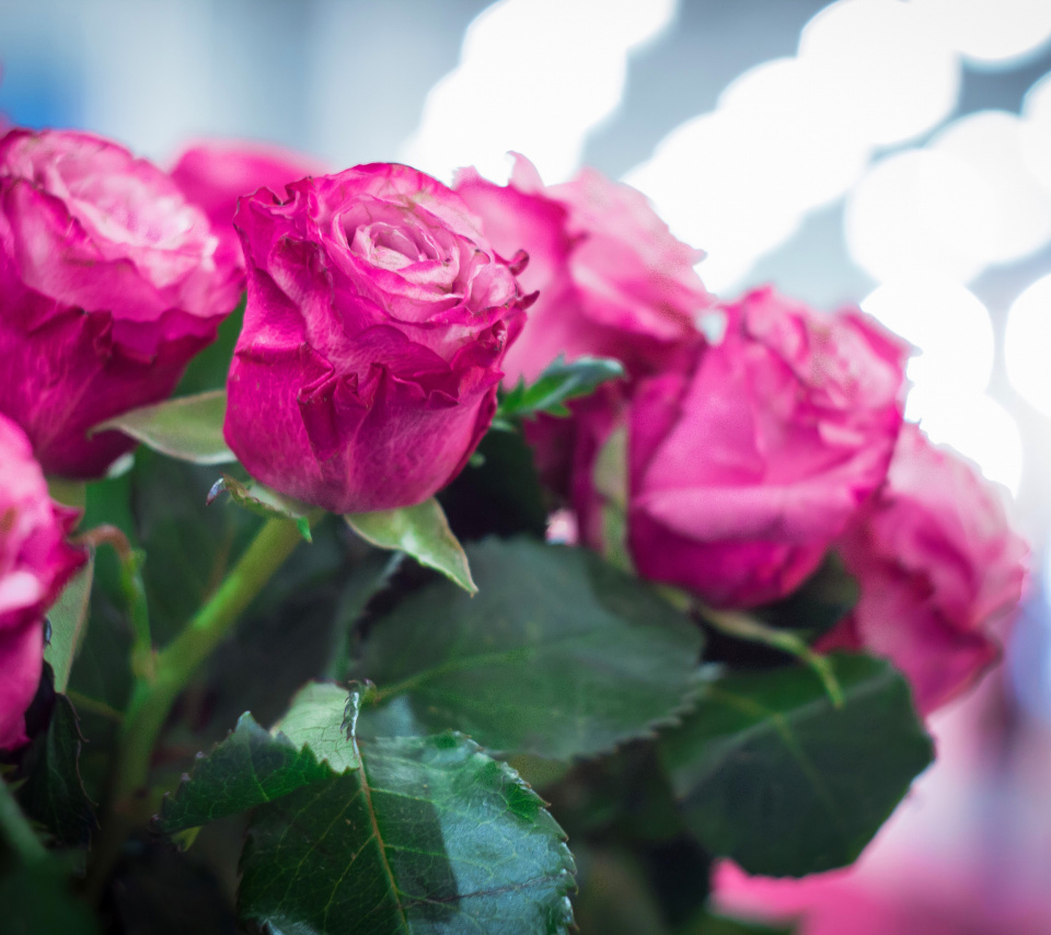 Das Pink Roses Bokeh Wallpaper 960x854