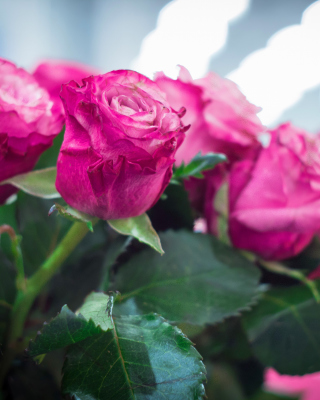 Pink Roses Bokeh - Obrázkek zdarma pro 640x1136