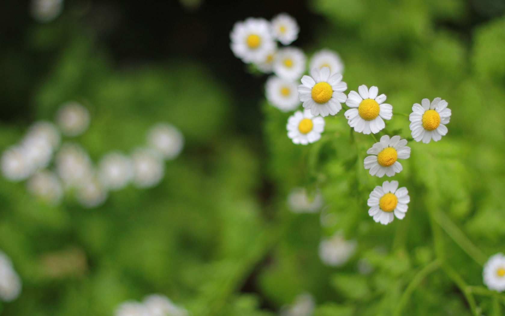 Fondo de pantalla Daisies 1680x1050