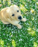 Dog On Green Grass screenshot #1 128x160