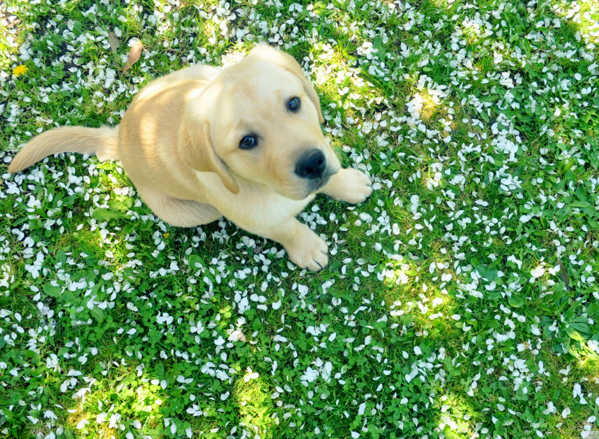 Sfondi Dog On Green Grass 1920x1408