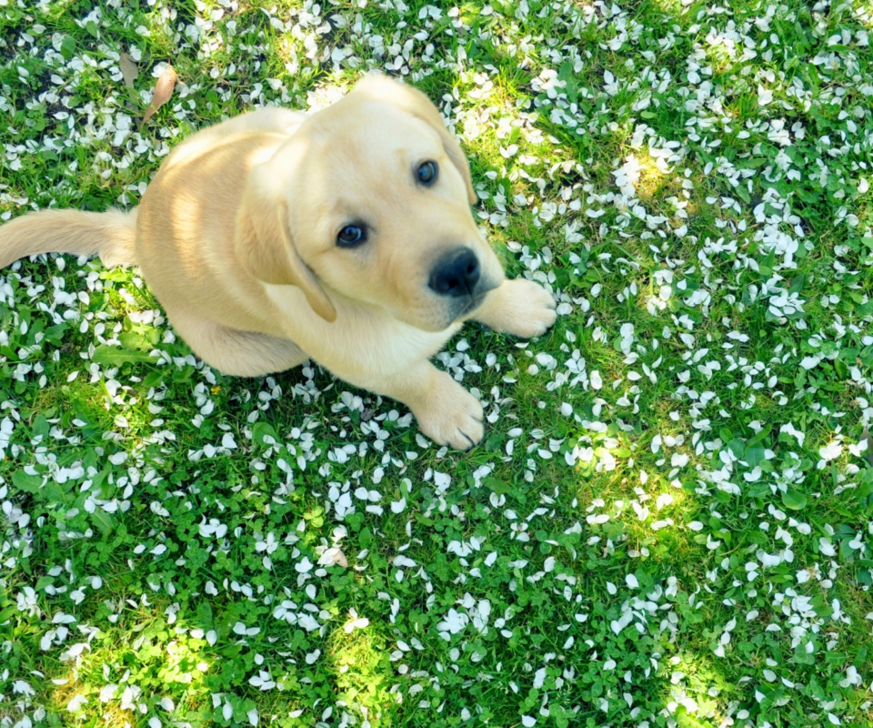 Dog On Green Grass wallpaper 960x800