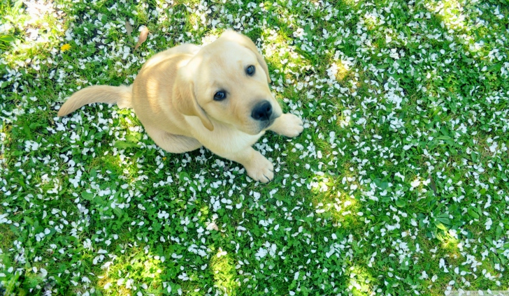 Screenshot №1 pro téma Dog On Green Grass