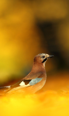 Screenshot №1 pro téma Eurasian Jay Bird 240x400