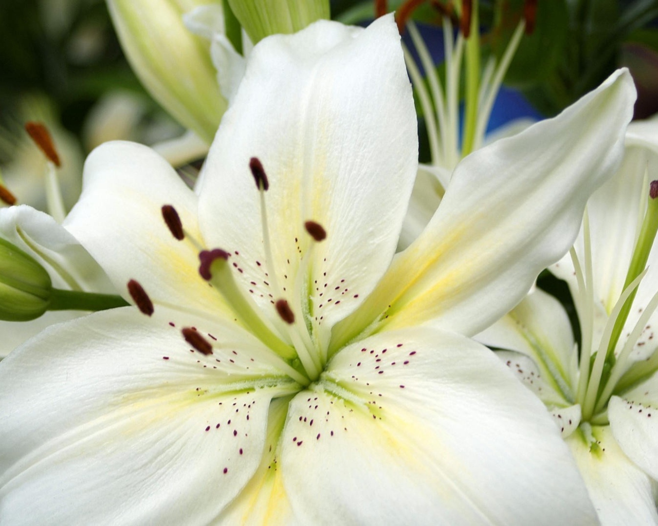Sfondi White Lilies 1280x1024