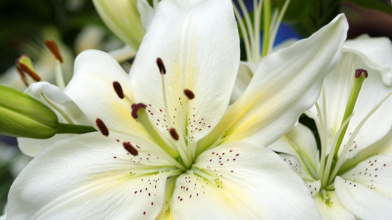 Fondo de pantalla White Lilies 1280x720