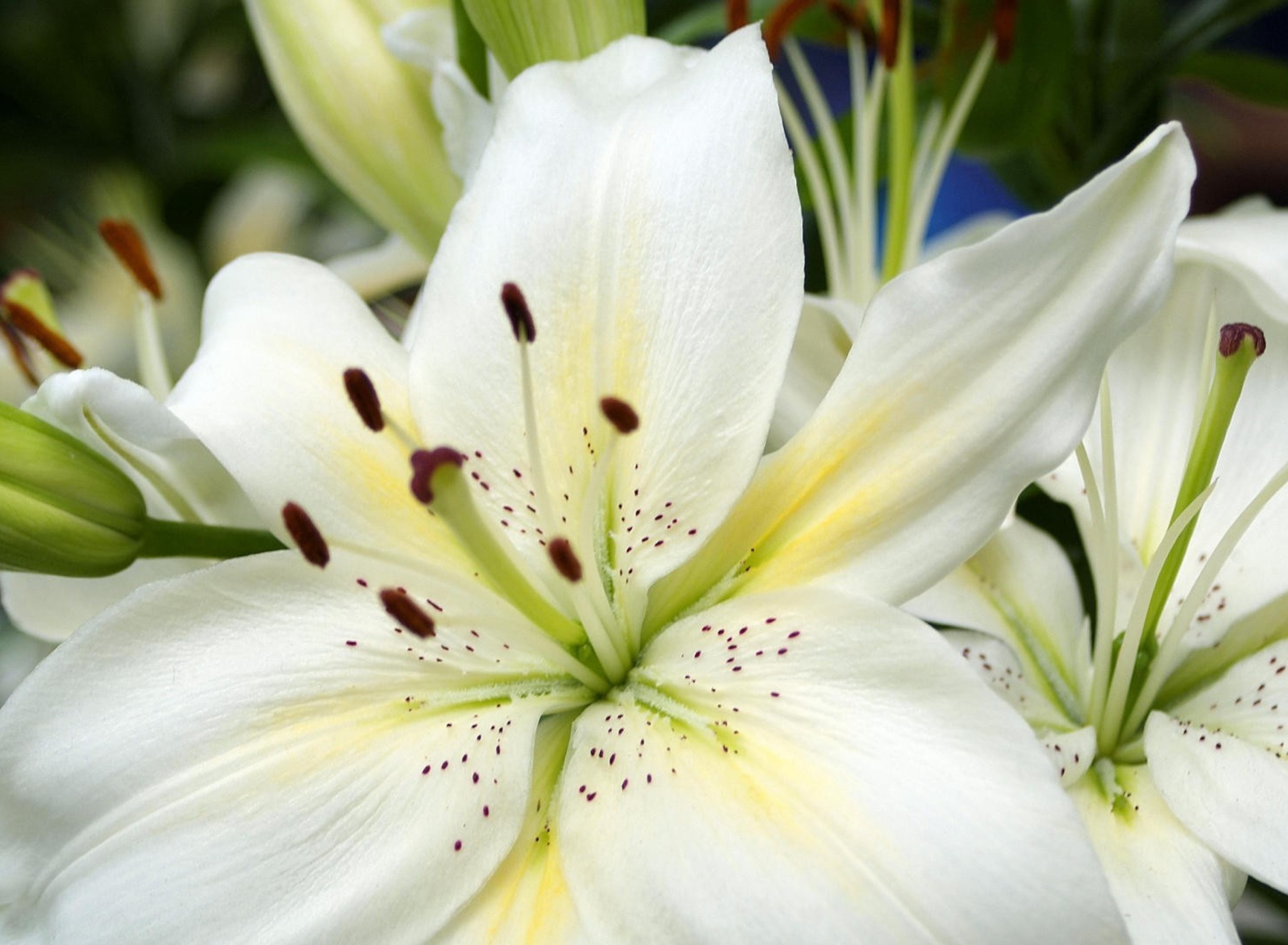 Sfondi White Lilies 1920x1408