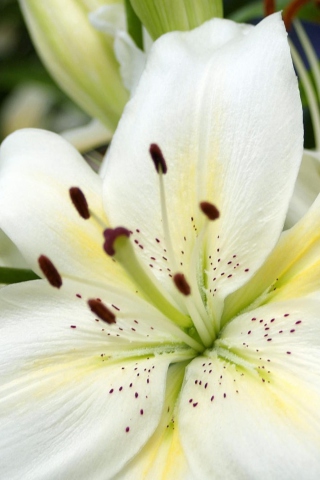 Fondo de pantalla White Lilies 320x480