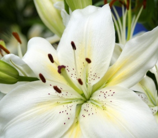 White Lilies - Obrázkek zdarma pro 208x208
