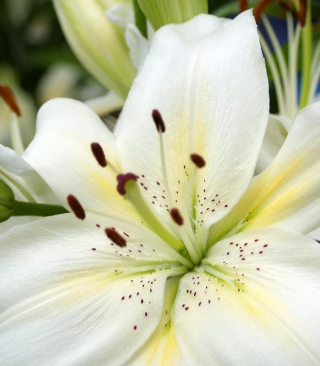 White Lilies - Obrázkek zdarma pro Nokia C1-00