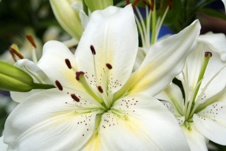 Screenshot №1 pro téma White Lilies