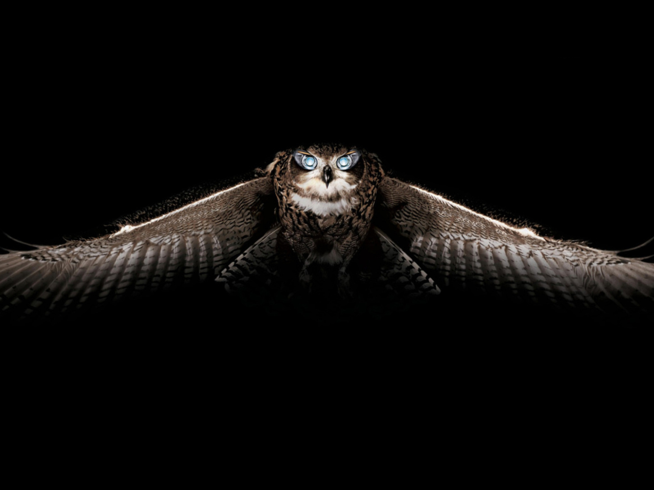 Fondo de pantalla Owl 1280x960