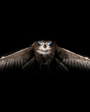 Fondo de pantalla Owl 128x160
