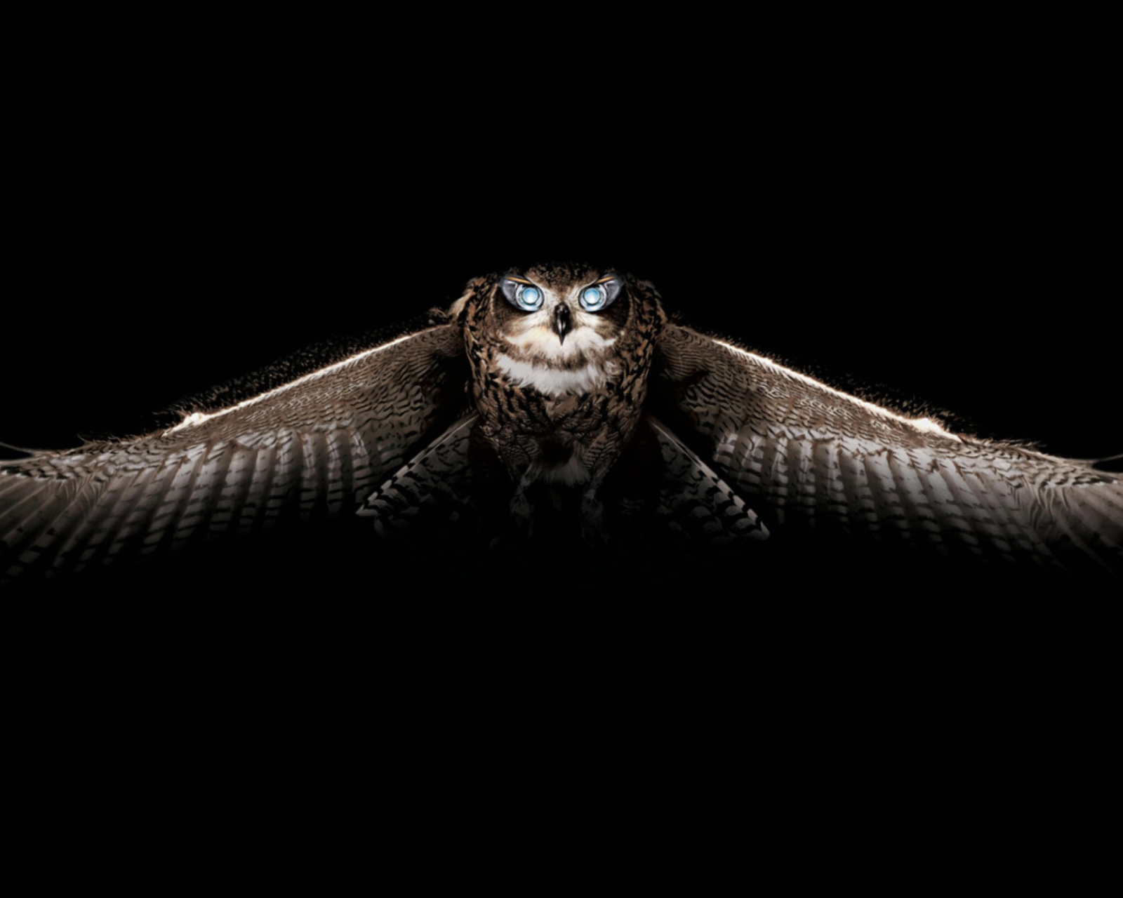 Sfondi Owl 1600x1280