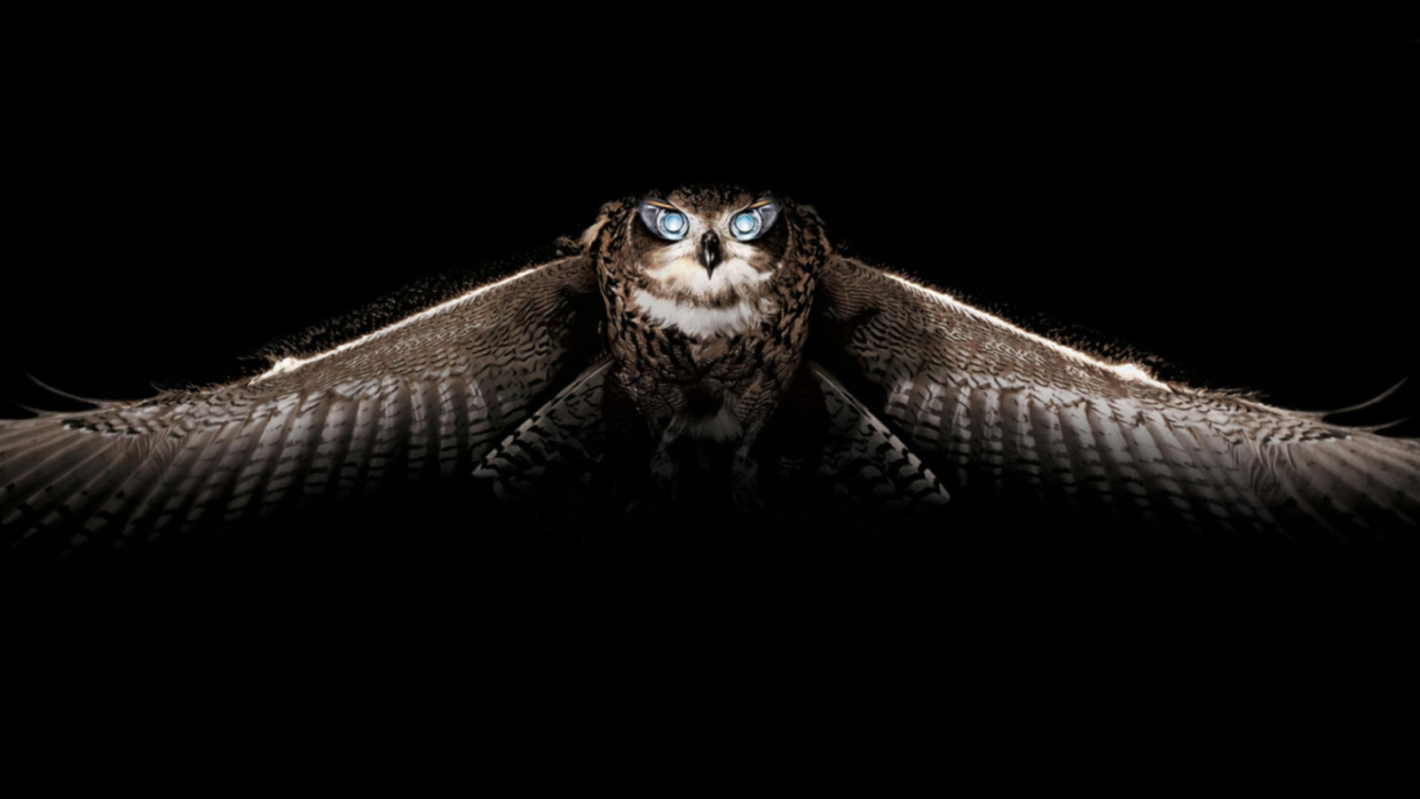 Owl wallpaper 1600x900