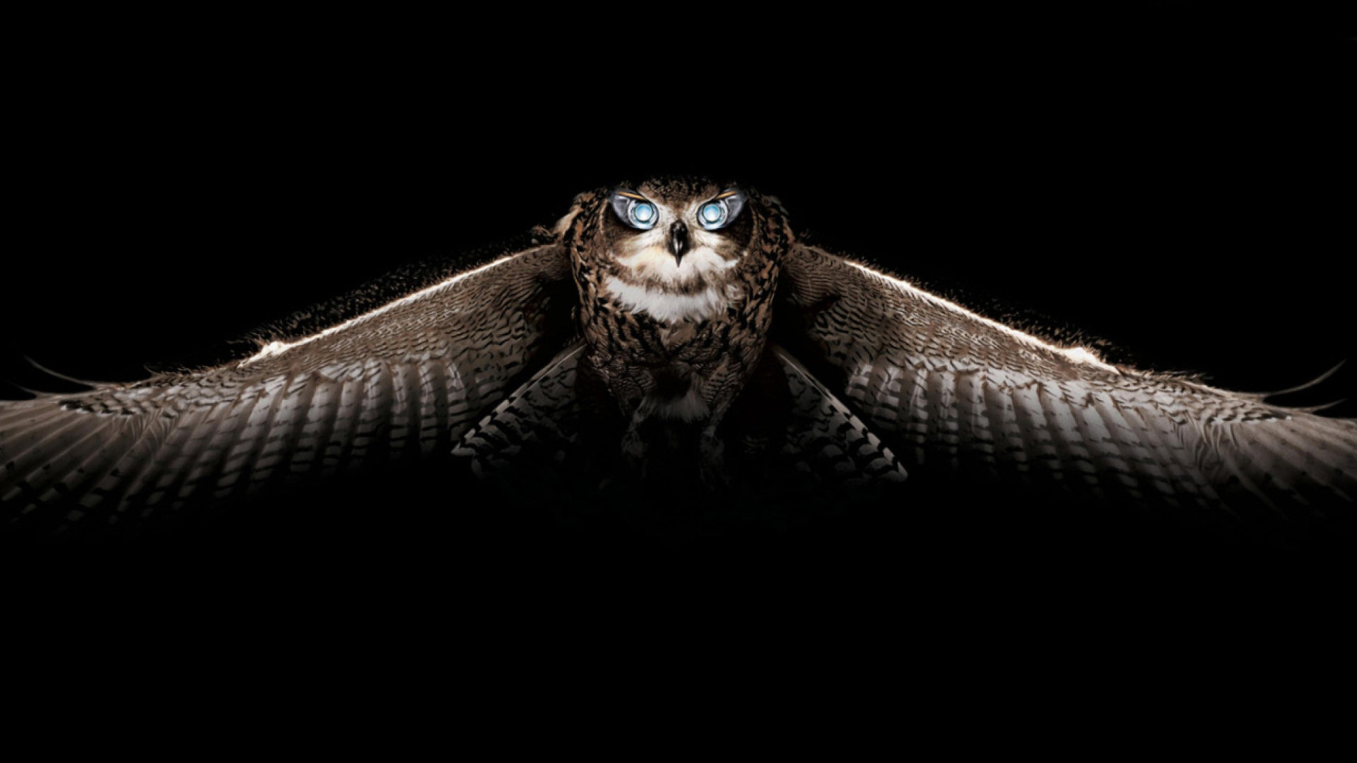 Обои Owl 1920x1080