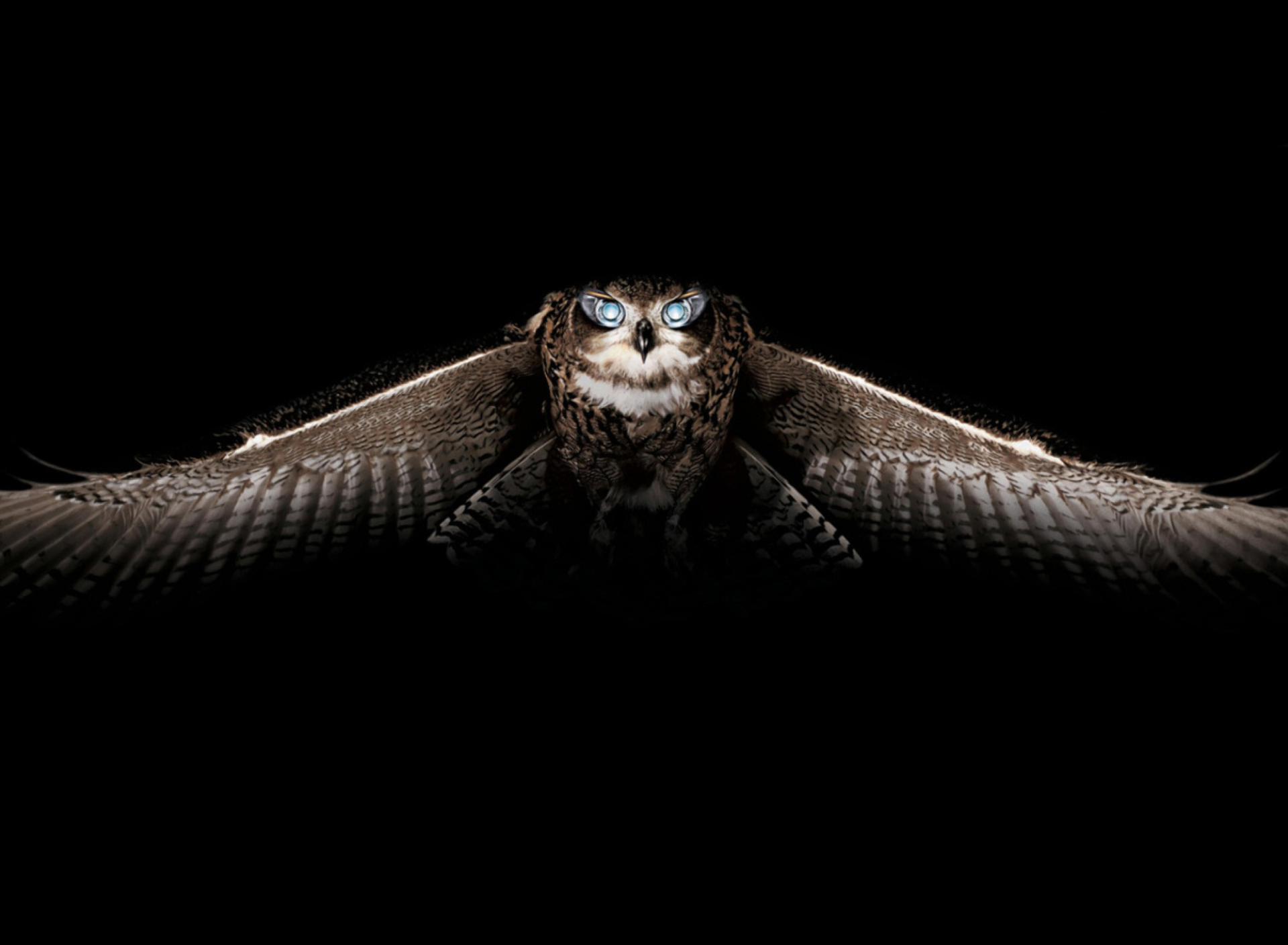 Fondo de pantalla Owl 1920x1408