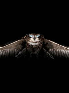 Fondo de pantalla Owl 240x320