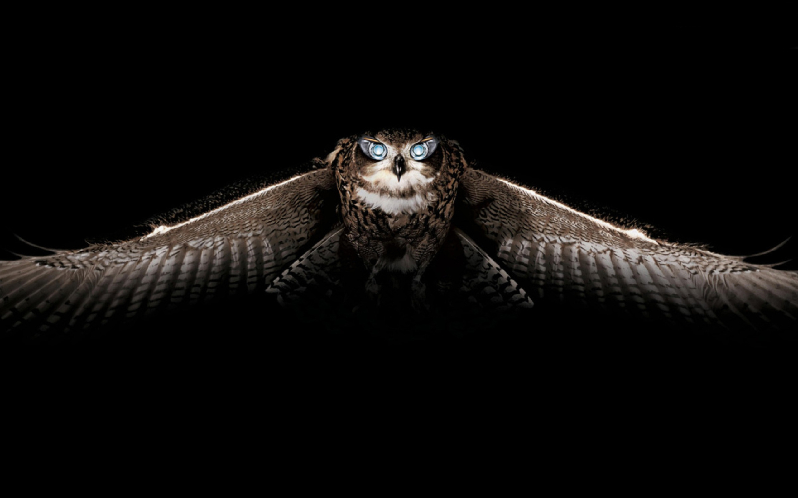 Owl wallpaper 2560x1600