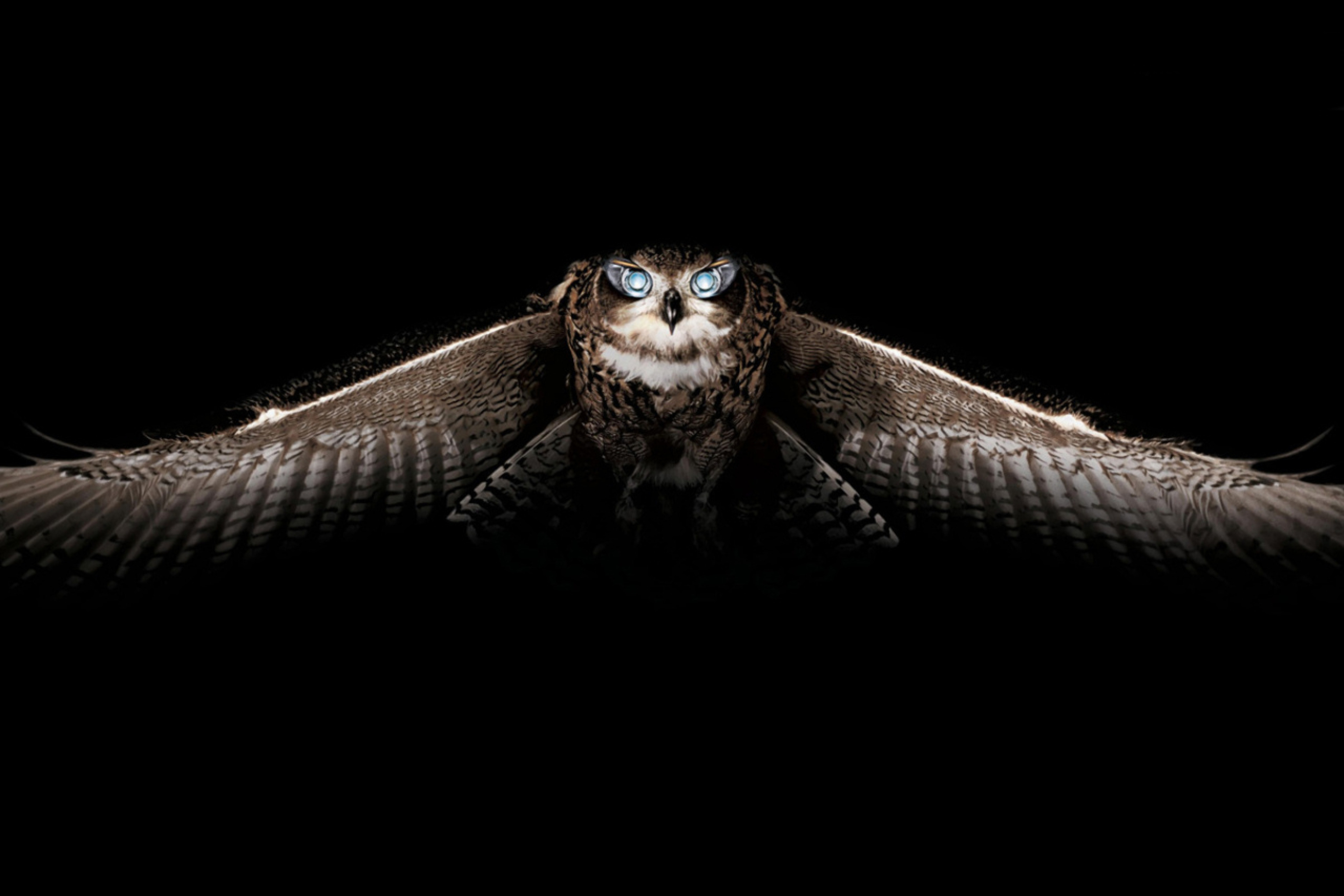 Fondo de pantalla Owl 2880x1920