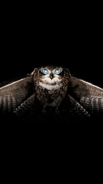 Fondo de pantalla Owl 360x640