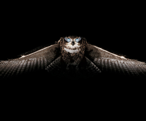 Fondo de pantalla Owl 480x400