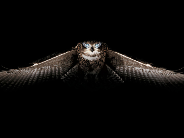 Das Owl Wallpaper 640x480