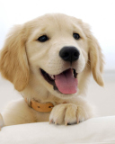 Das Cute Smiling Puppy Wallpaper 128x160