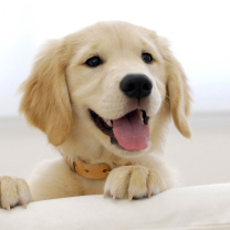 Cute Smiling Puppy wallpaper 208x208