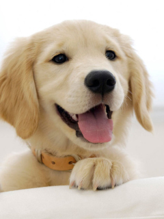 Das Cute Smiling Puppy Wallpaper 240x320