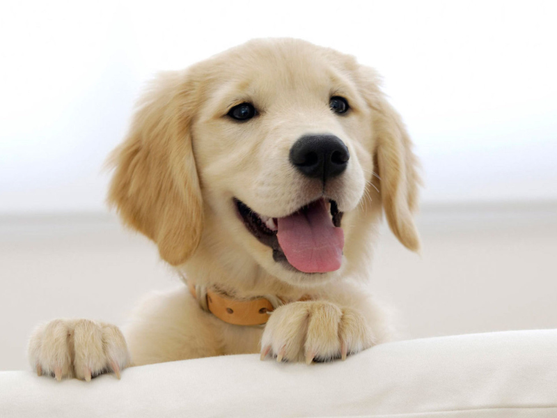 Screenshot №1 pro téma Cute Smiling Puppy 800x600