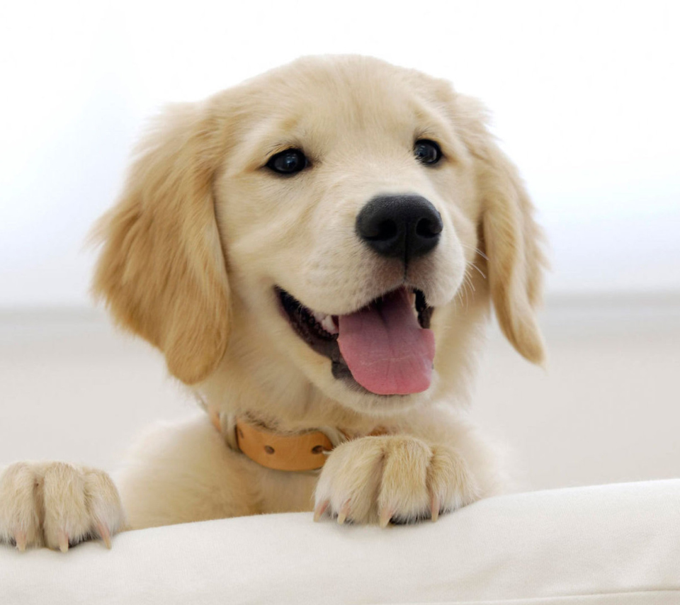 Fondo de pantalla Cute Smiling Puppy 960x854