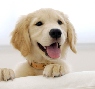 Kostenloses Cute Smiling Puppy Wallpaper für 208x208
